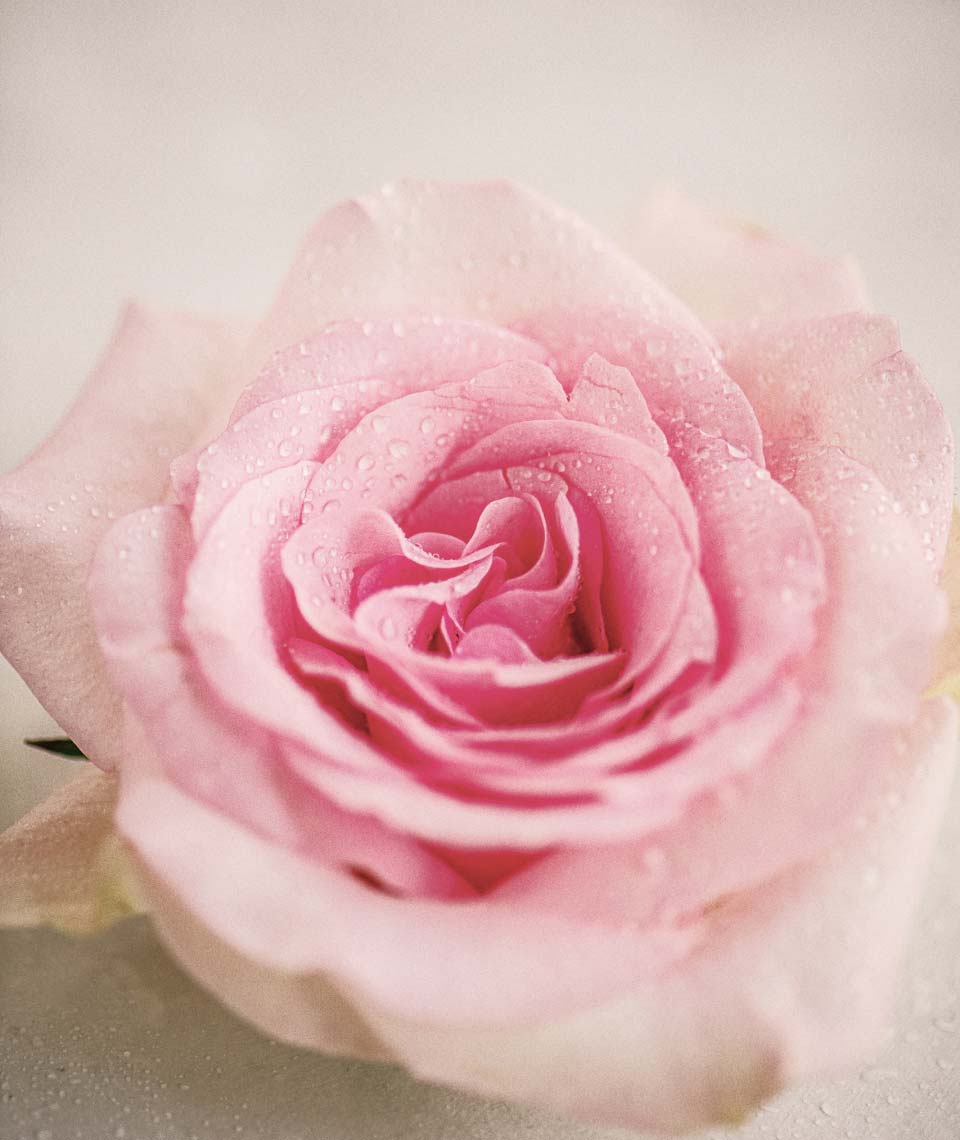 weiße Geschenkgutscheine mit roten Schleifen